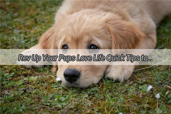 Rev Up Your Pups Love Life Quick Tips to Hasten Your Dogs Estrus Cycle